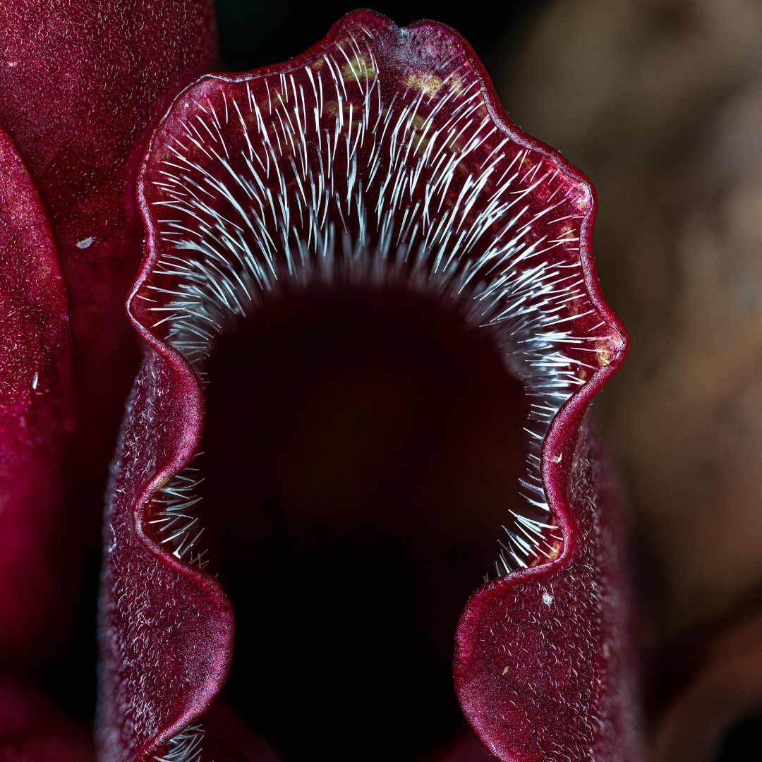 Sarracenia Purpurea 'Venosa Red' Carnivorous Plant