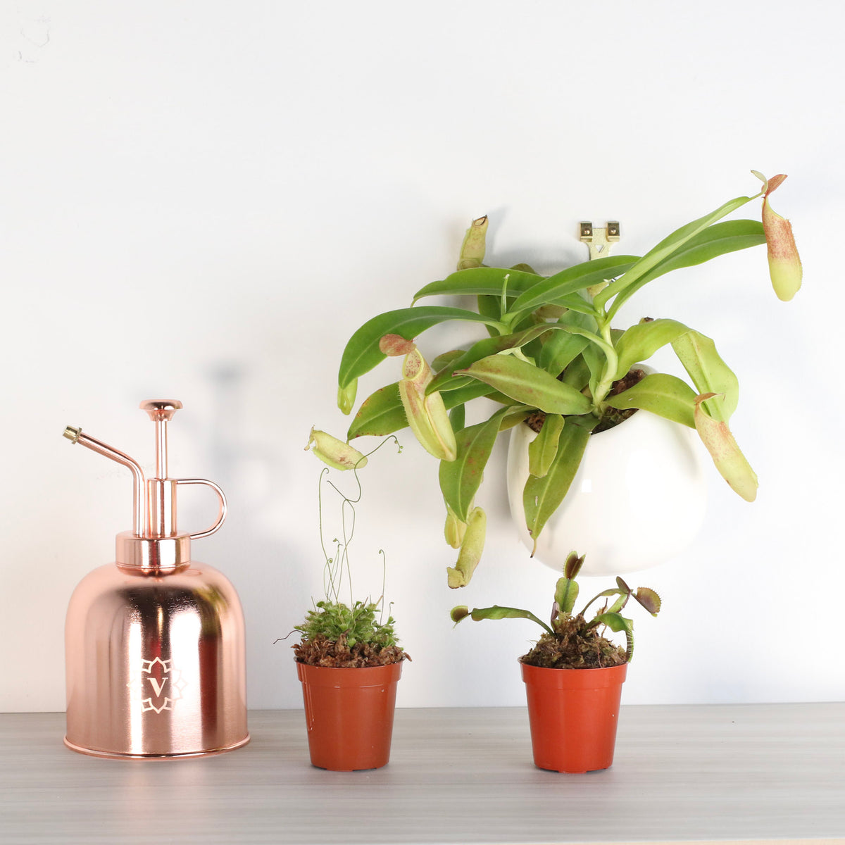 Carnivorous Plant Bundle
