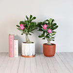 Desert Rose (Adenium obesum)