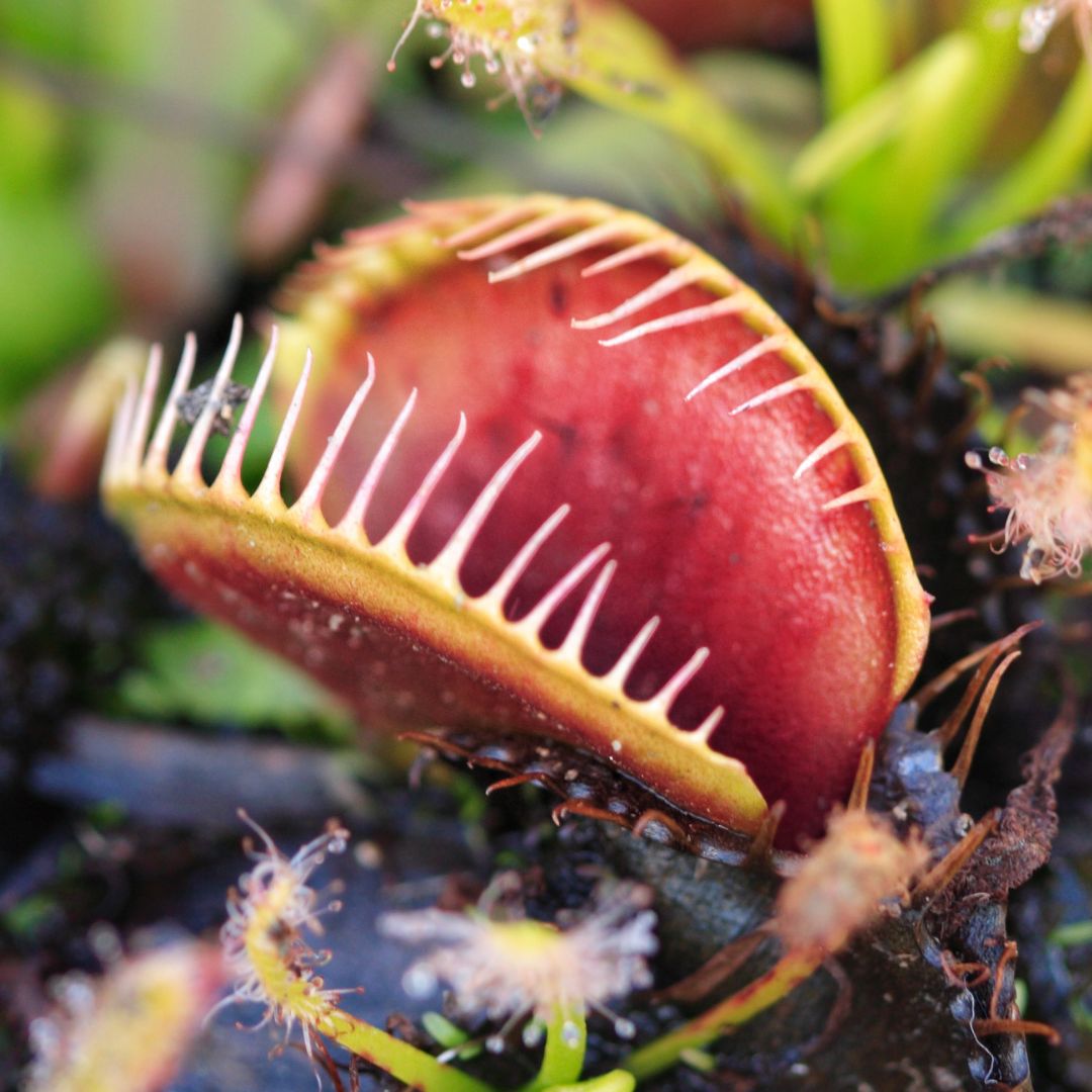 Red Venus Flytrap Carnivorous