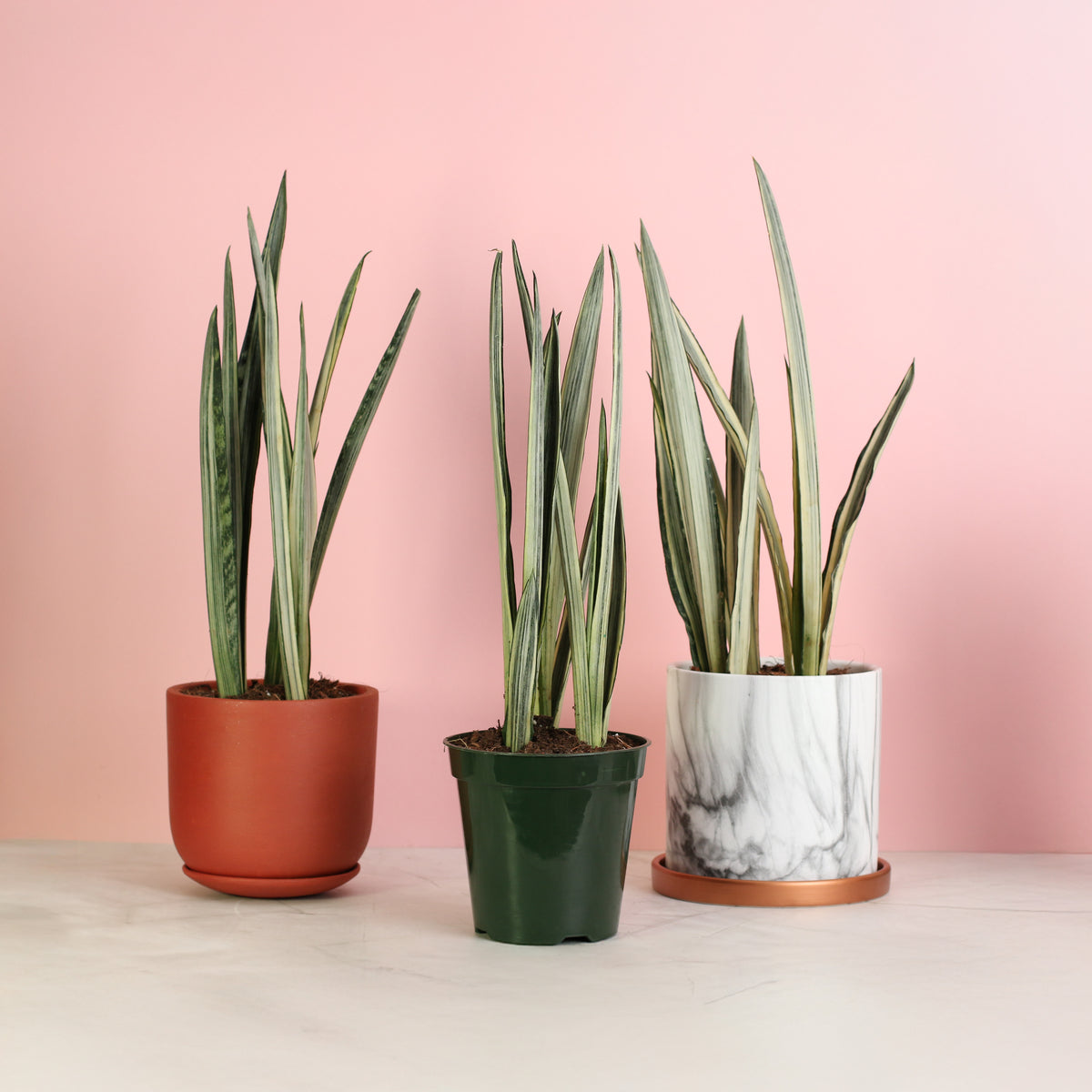 3 Unique Planters with Sansevieria ‘Bantel’s Sensation plant.
