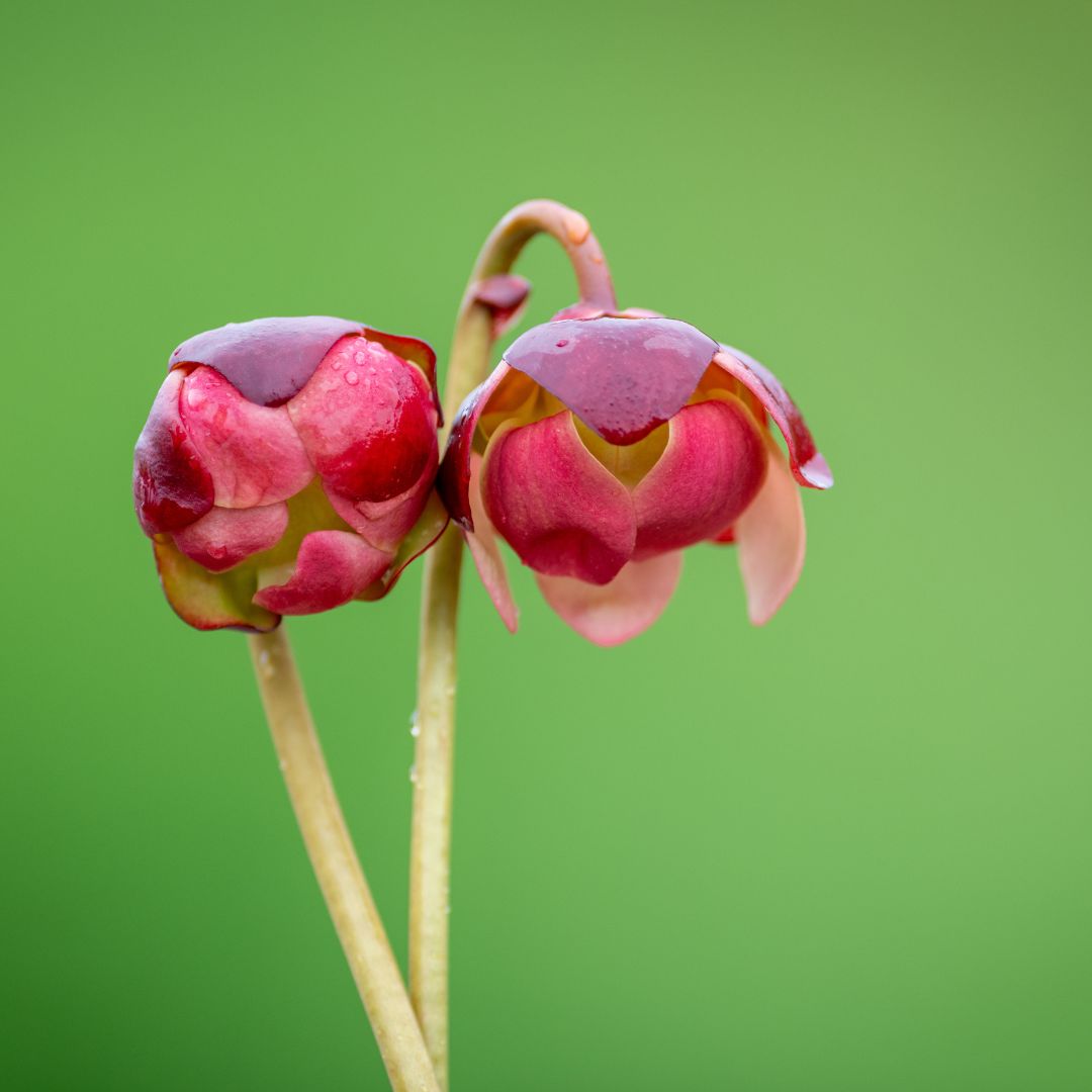 Sarracenia Purpurea Venosa Red Carnivorous Plant