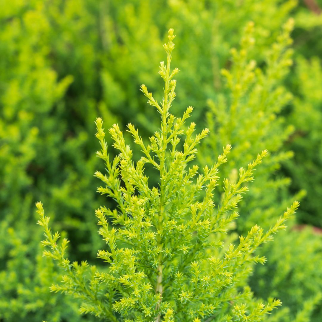 Lemon Cypress ‘Goldcrest Wilma’ in 6" and 4" nursery