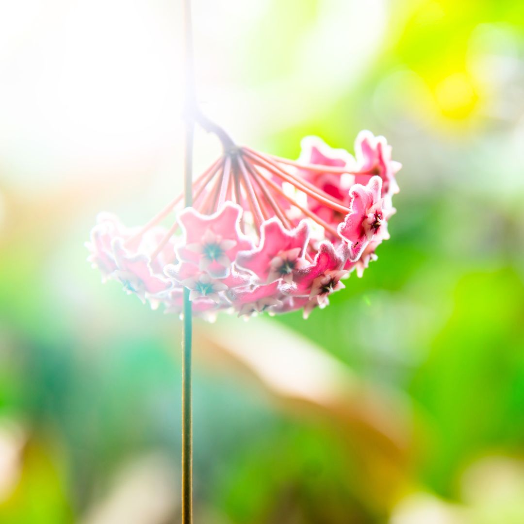 Flower Cluster from Hoya Pubicalyx Splash Vining Plant