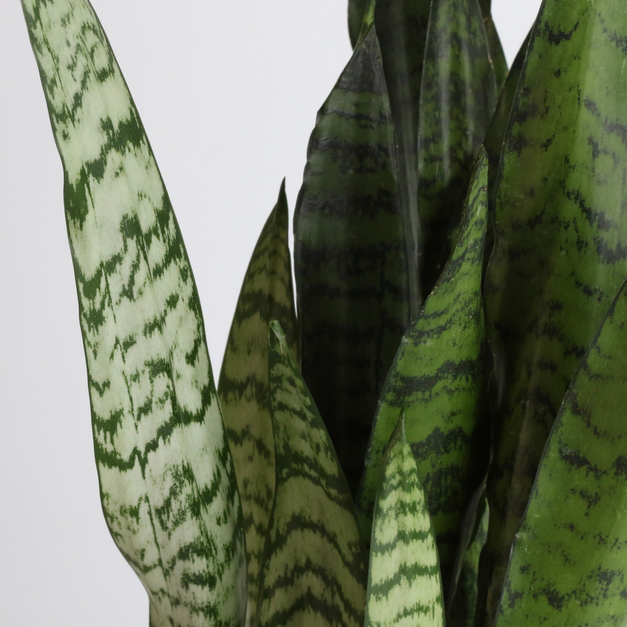 Light Sansevieria Snake Plant