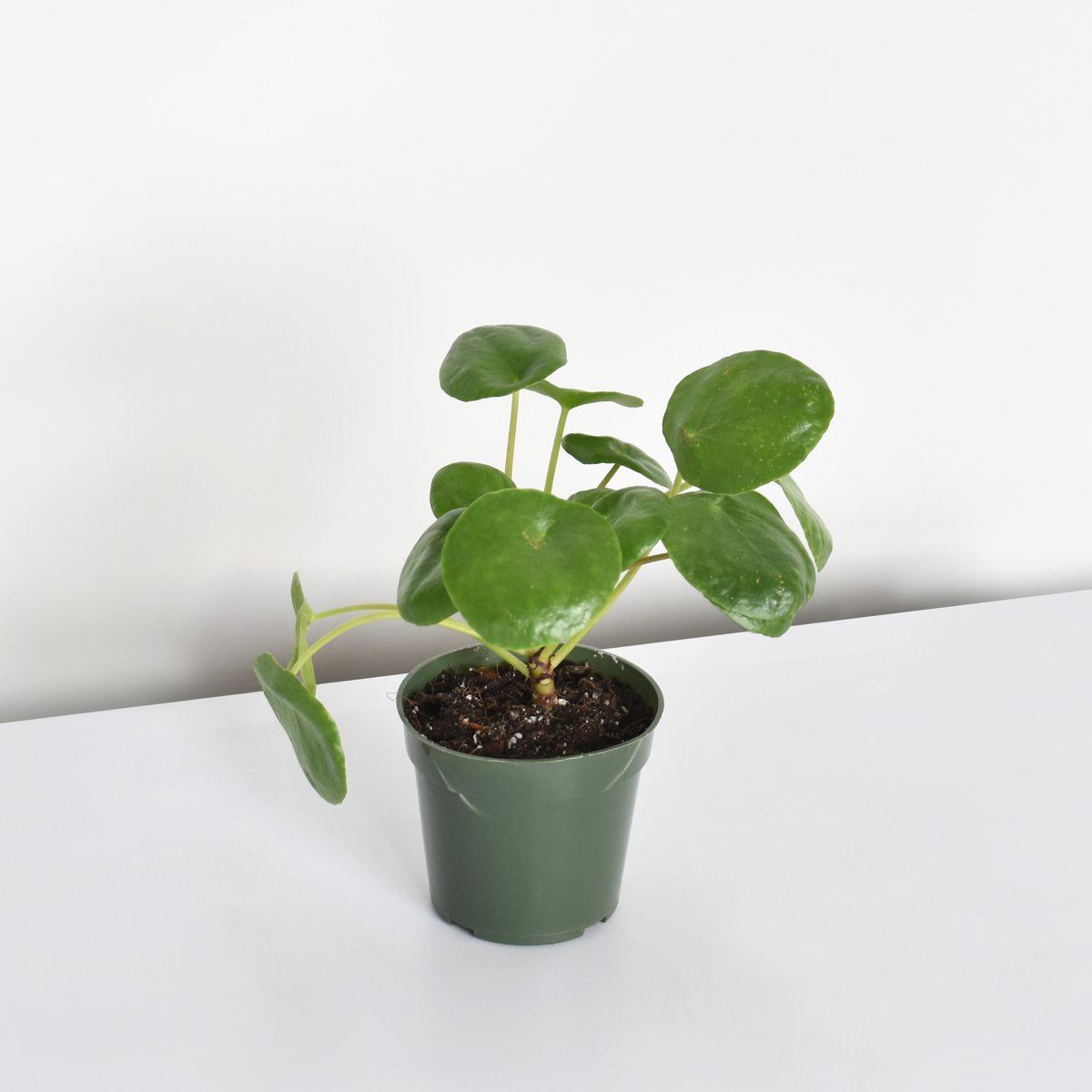 Calathea Roseopicta Rose Painted Medallion Prayer Plant