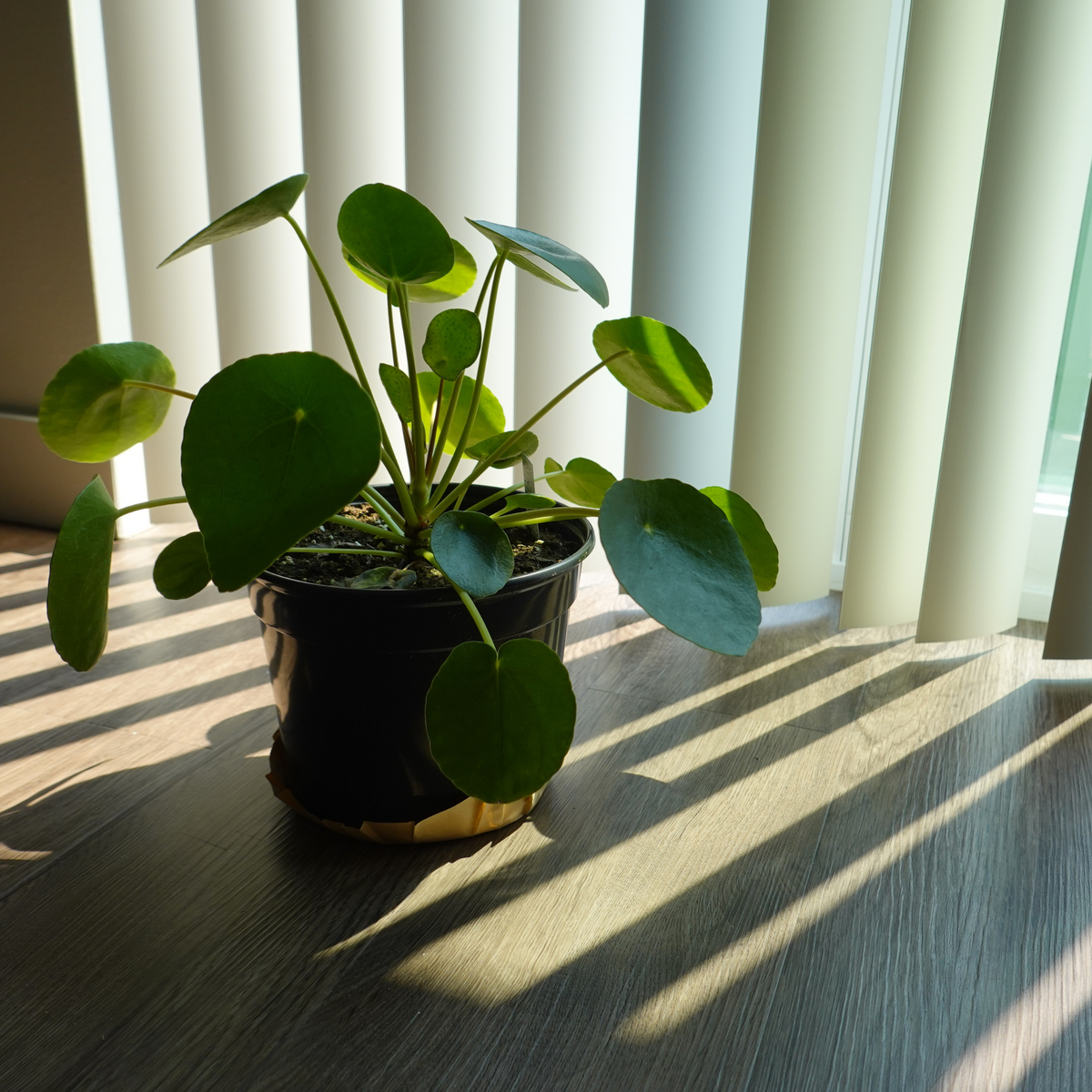 Calathea Roseopicta Rose Painted Medallion Prayer Plant