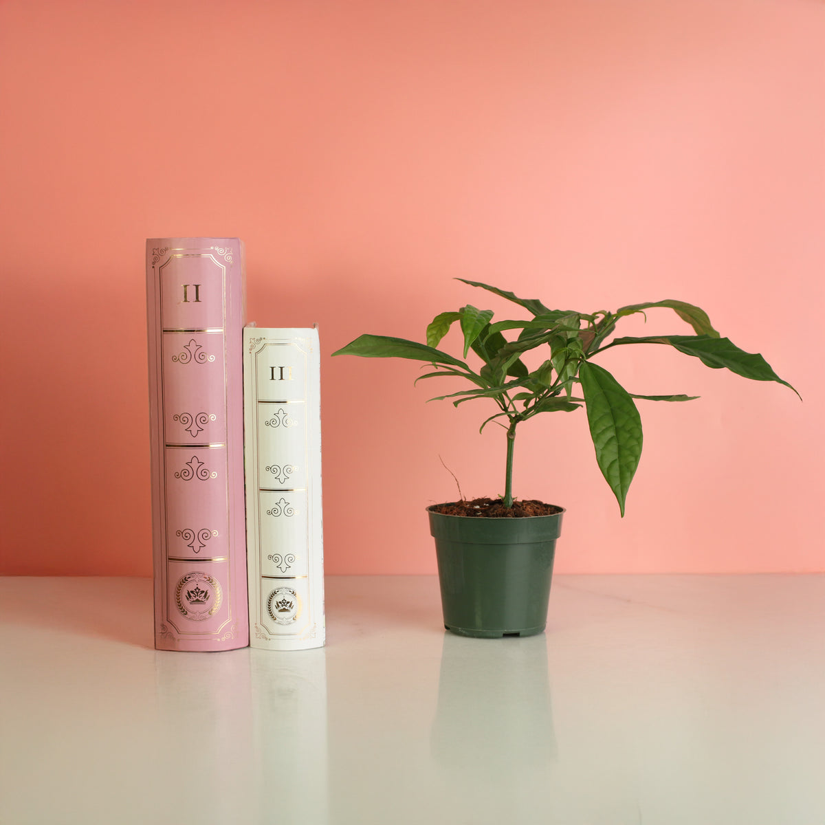 Clerodendrum smithianum 4" next to books. 