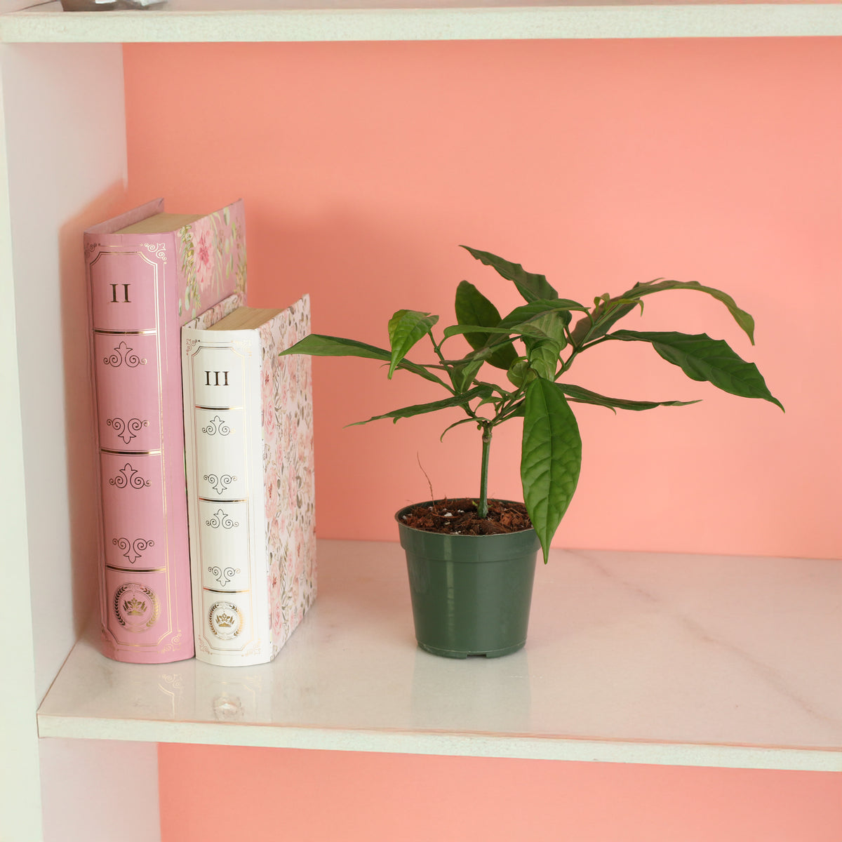 4" Nursery Clerodendrum smithianum on bookshelf. 