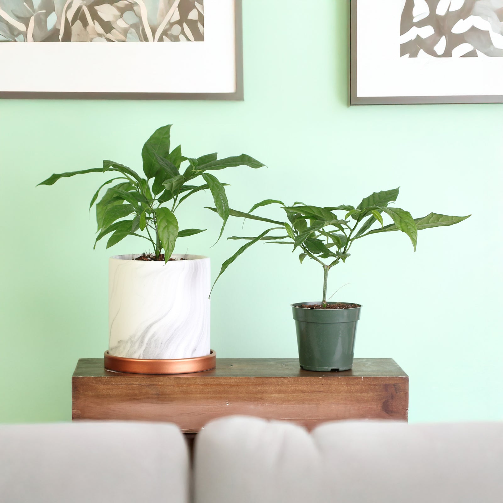 Clerodendrum smithianum in 5.5" Athena Ceramic Planter and 4" Nursery. 