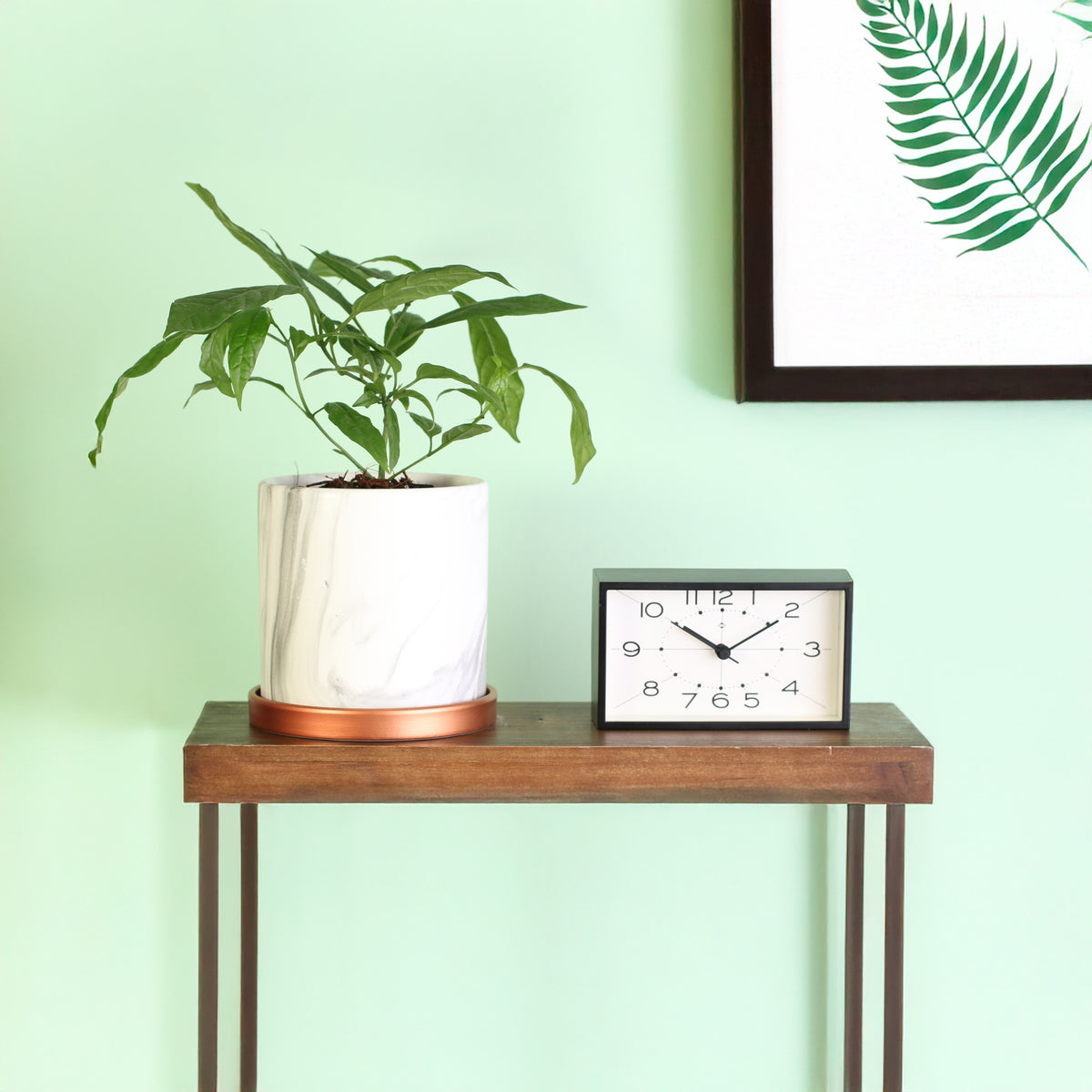 Clerodendrum Smithianum in a 5.5" Athena Ceramic Planter with rose gold tray in the hallway.  