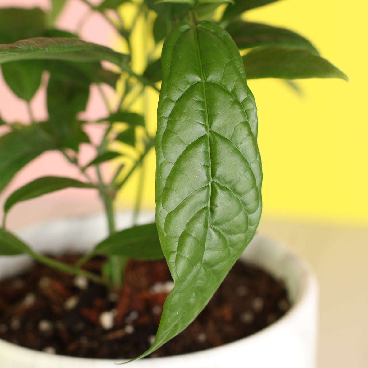 Macro shot of leaf Clerodendrum smithianum 