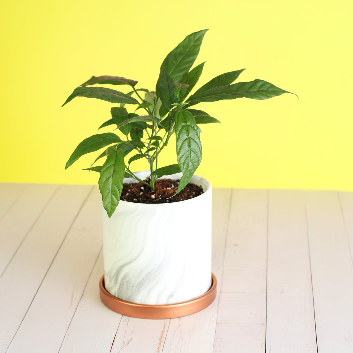 Clerodendrum smithianum in 5.5" ceramic planter. 