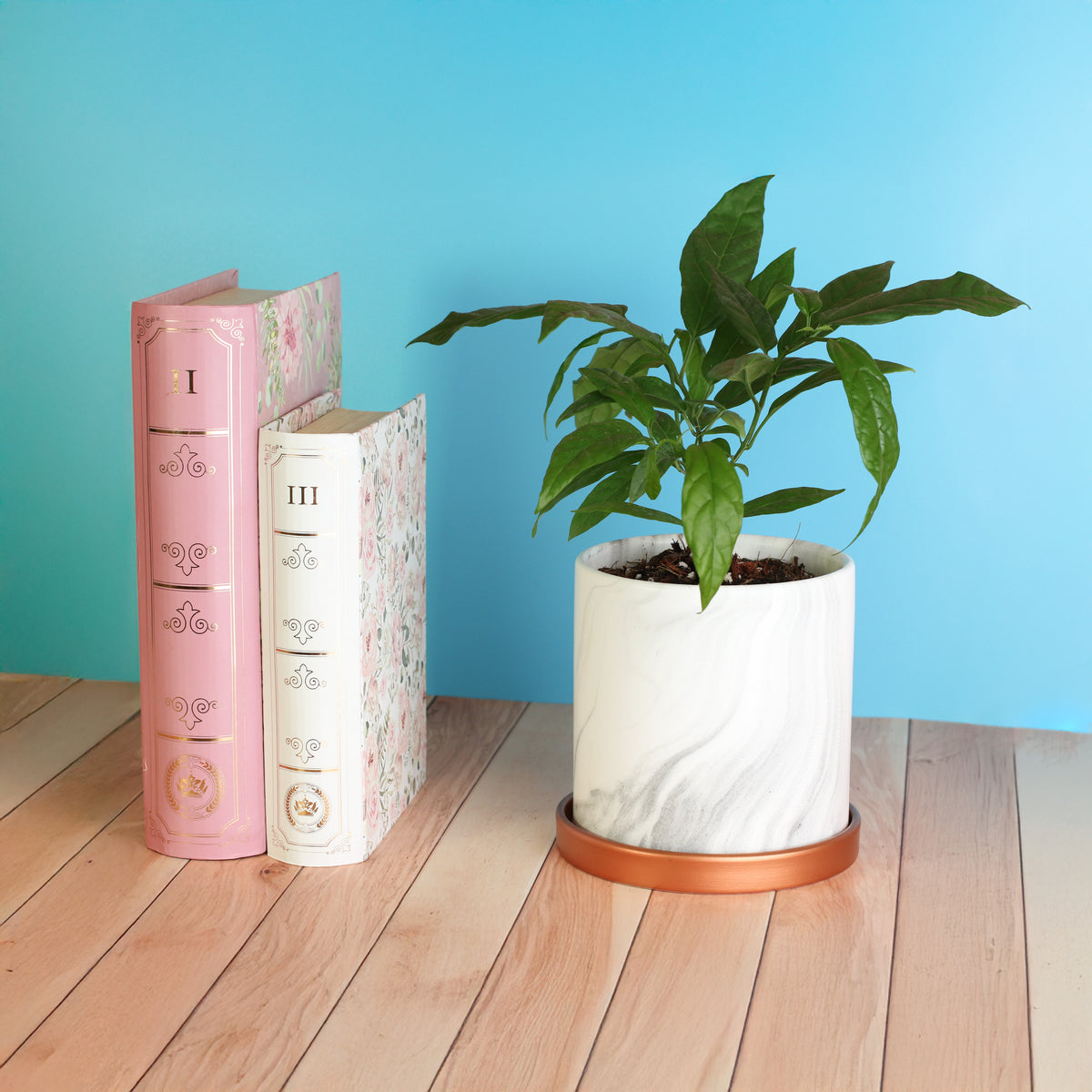 Clerodendrum smithianum 5.5" Athena ceramic planter next to books. 