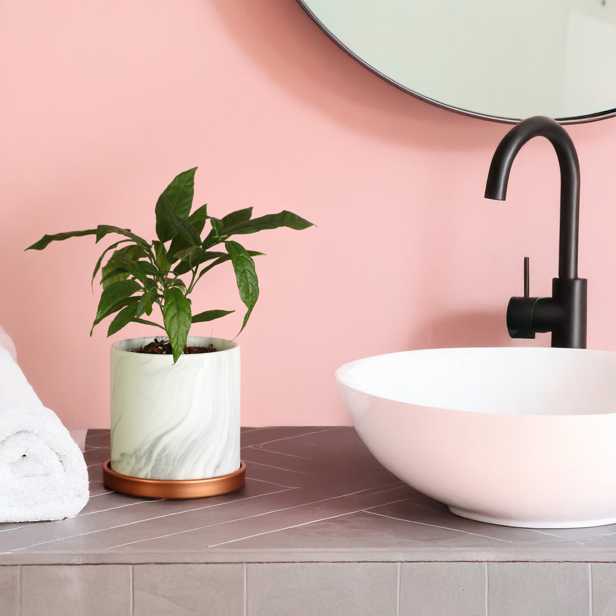 Clerodendrum smithianum 5.5" Athena planter next to bathroom sink. 