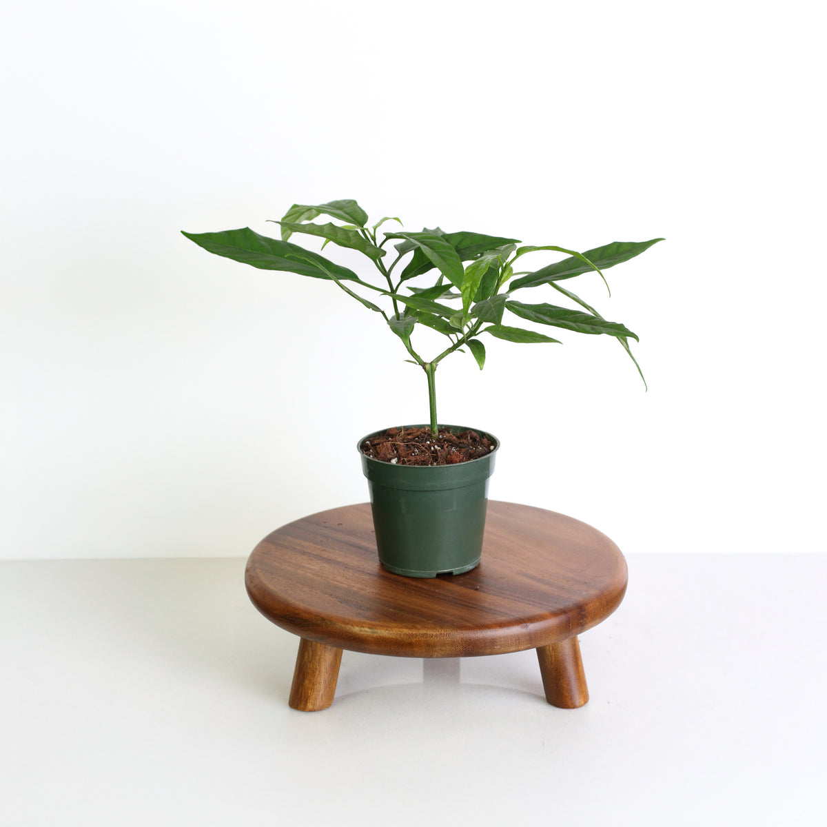 Clerodendrum smithianum 4" Nursery planter on a plant stand. 
