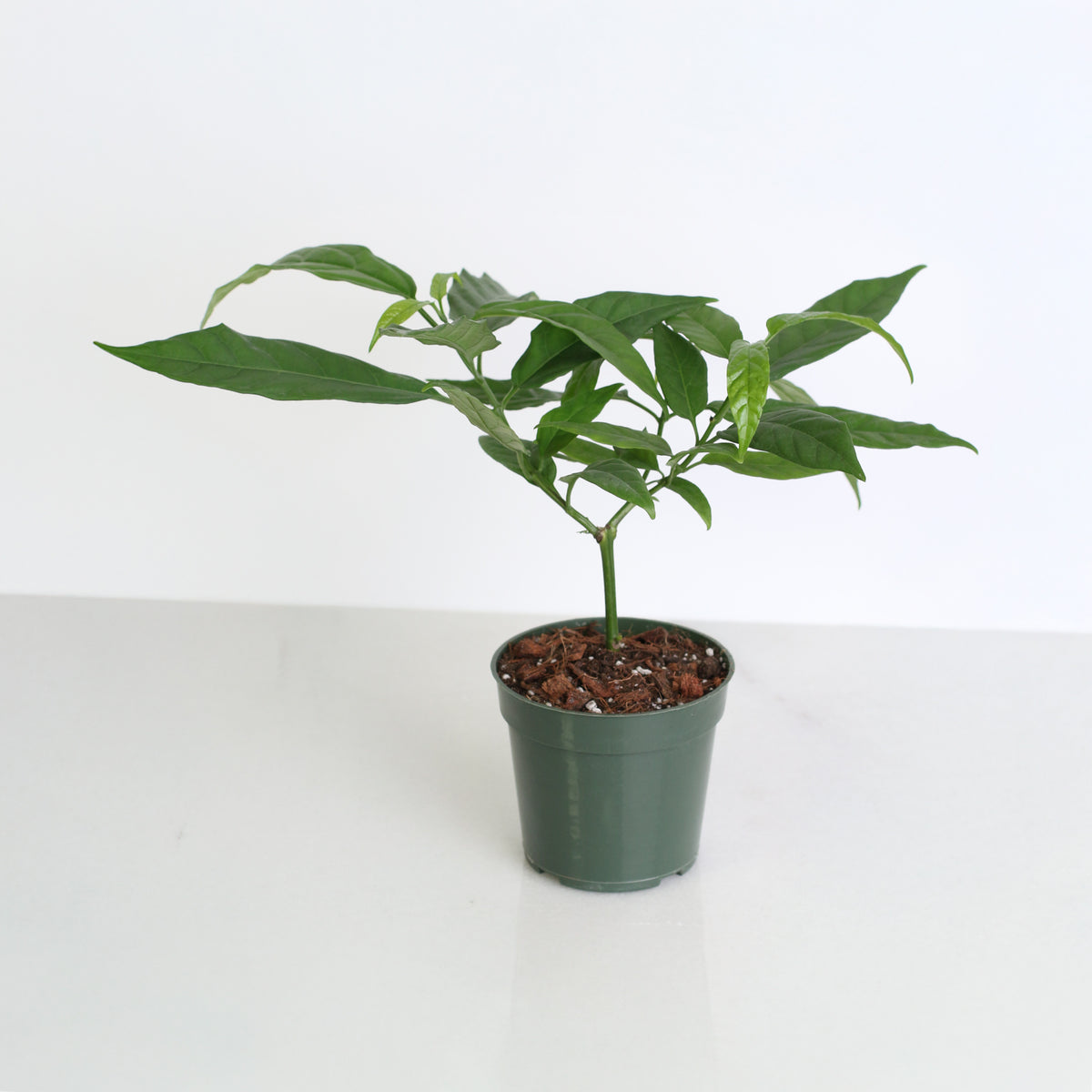 4" Nursery Clerodendrum smithianum