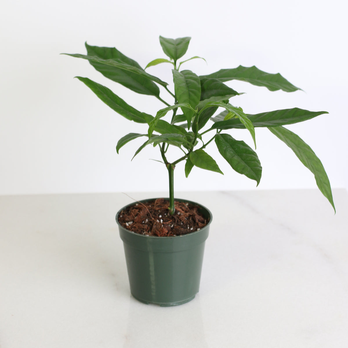 4" Nursery Clerodendrum smithianum