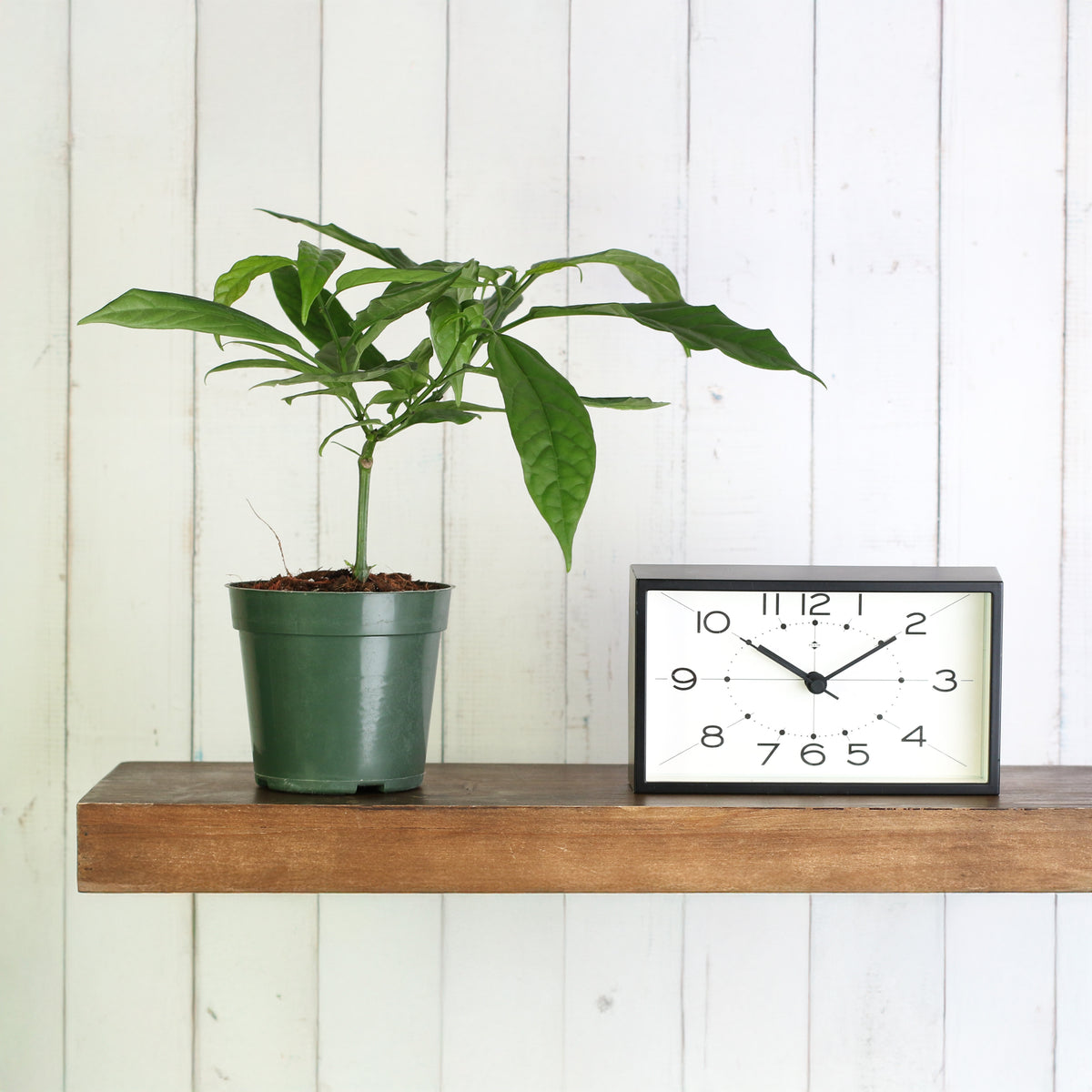 Clerodendrum smithianum in 4" Nursery Planter next to clock. 