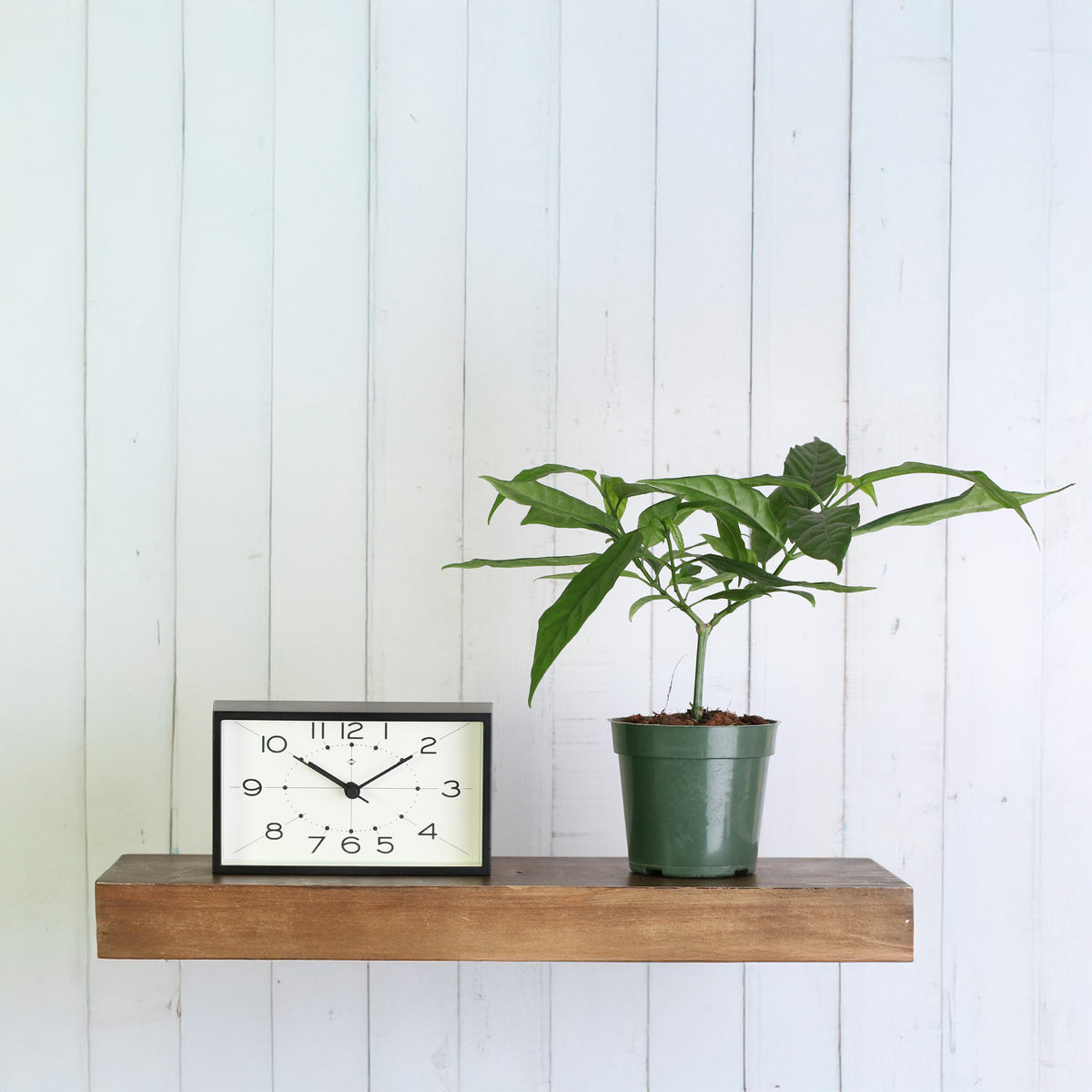 4" Nursery Clerodendrum smithianum on floating shelf next to a clock. 