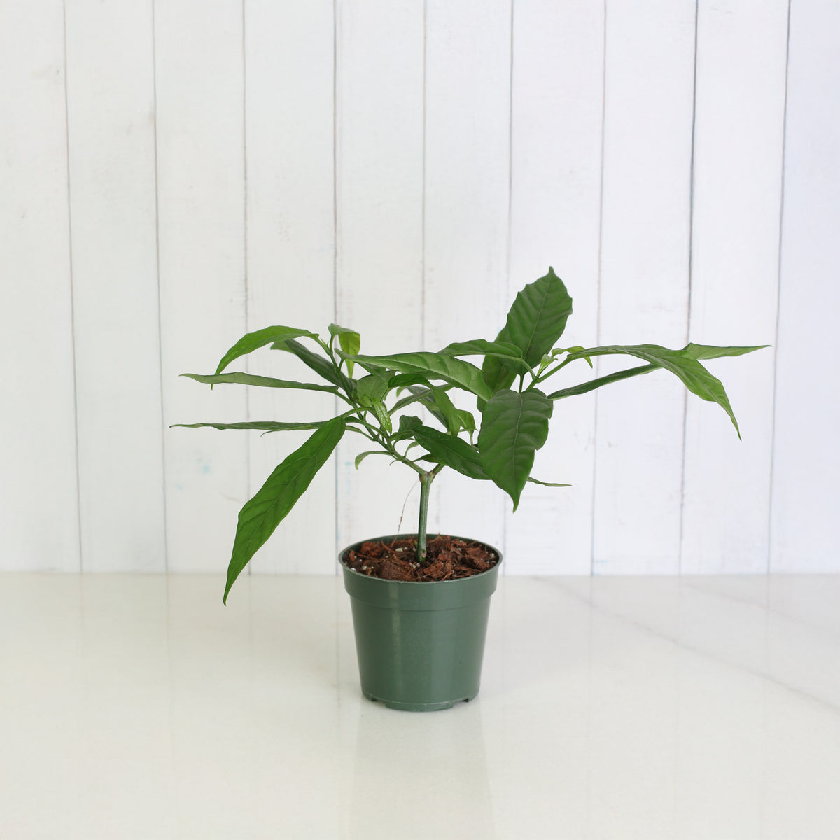 Clerodendrum smithianum in 4" Nursery Planter