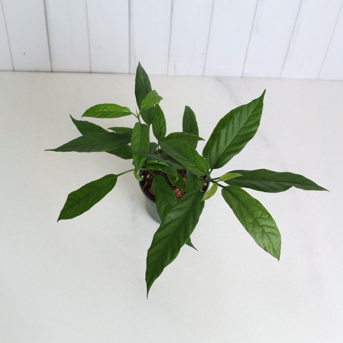 Top view of 4" Nursery Clerodendrum smithianum