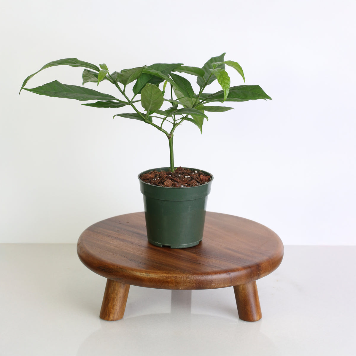 4" Nursery Clerodendrum smithianum on a plant stand. 