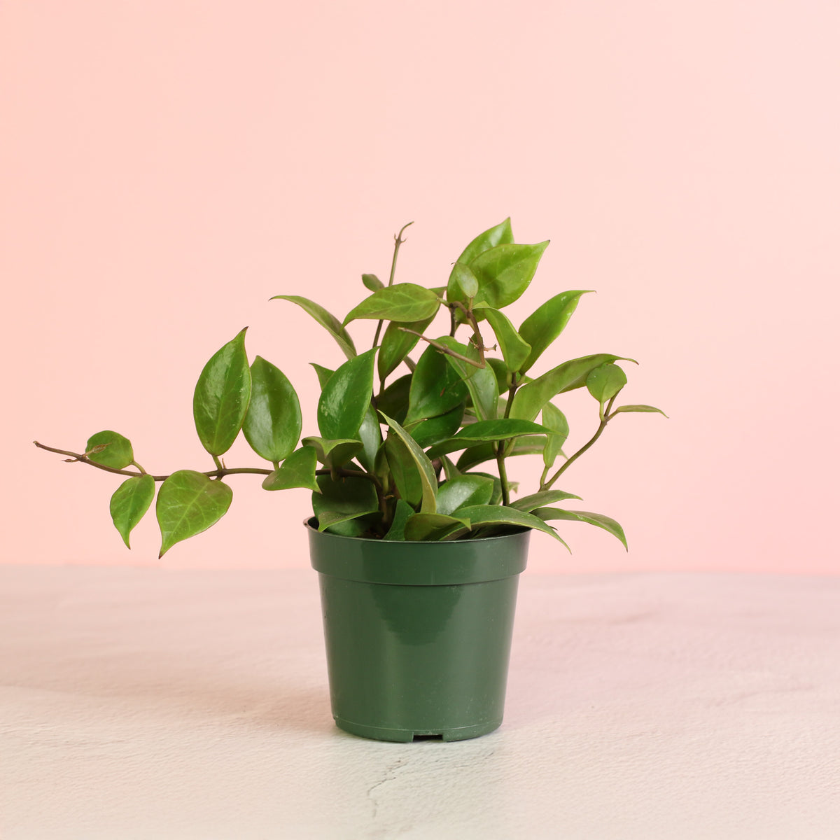 Hoya Sunrise Wax Plant
