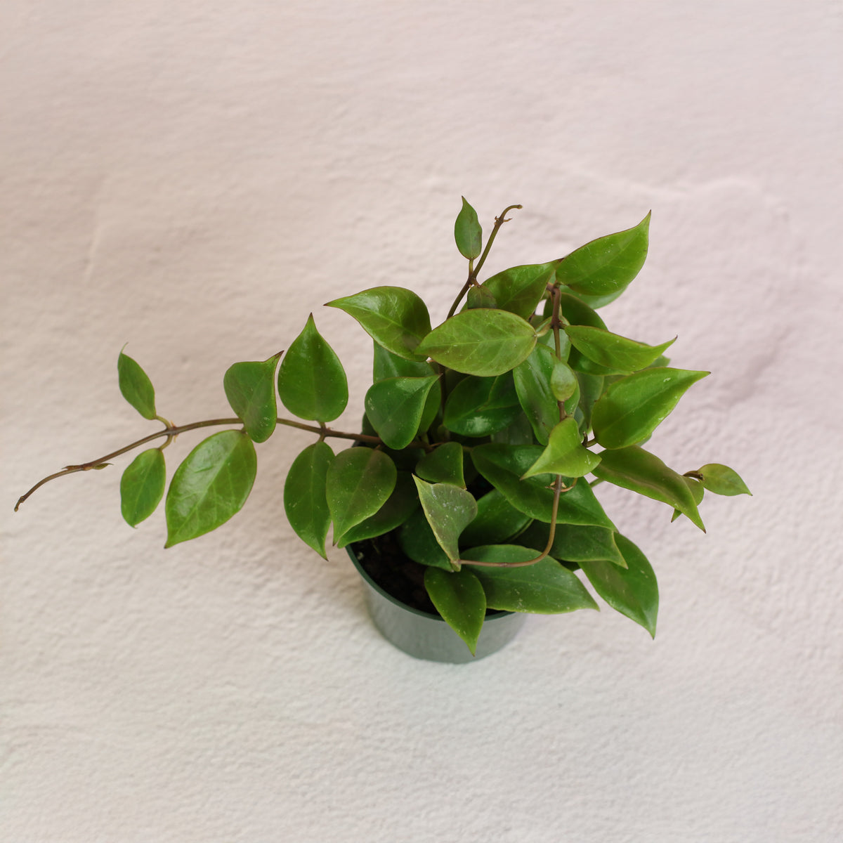 Hoya Sunrise Wax Plant