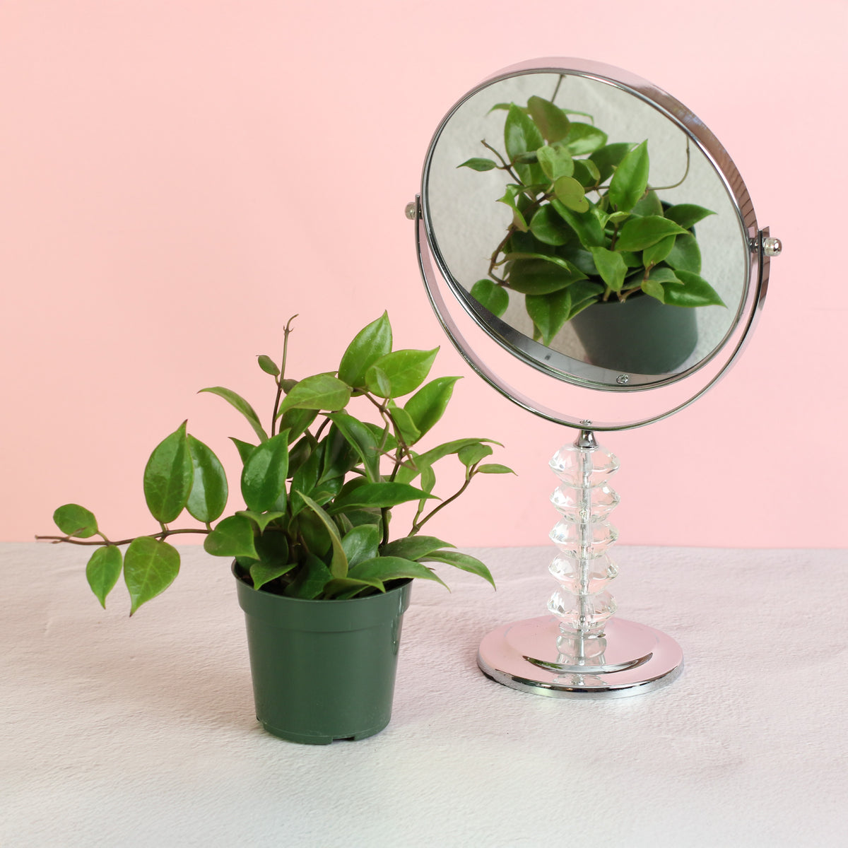 Hoya Sunrise Wax Plant