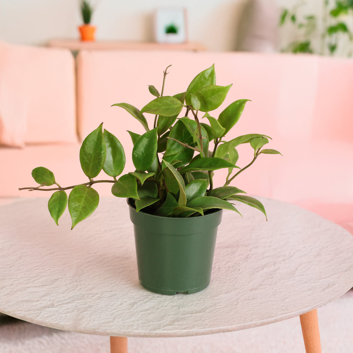 Hoya Sunrise Wax Plant
