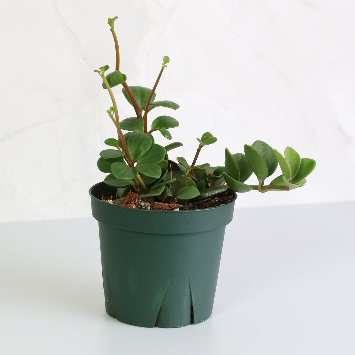 Peperomia Hope Trailing Jade Plant 4" Nursery