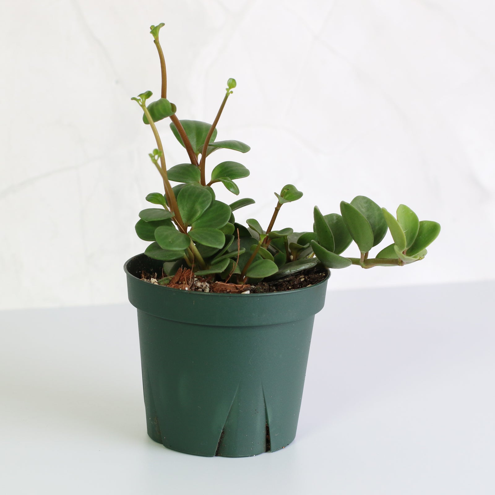 Peperomia Hope Trailing Jade Plant 4" Nursery
