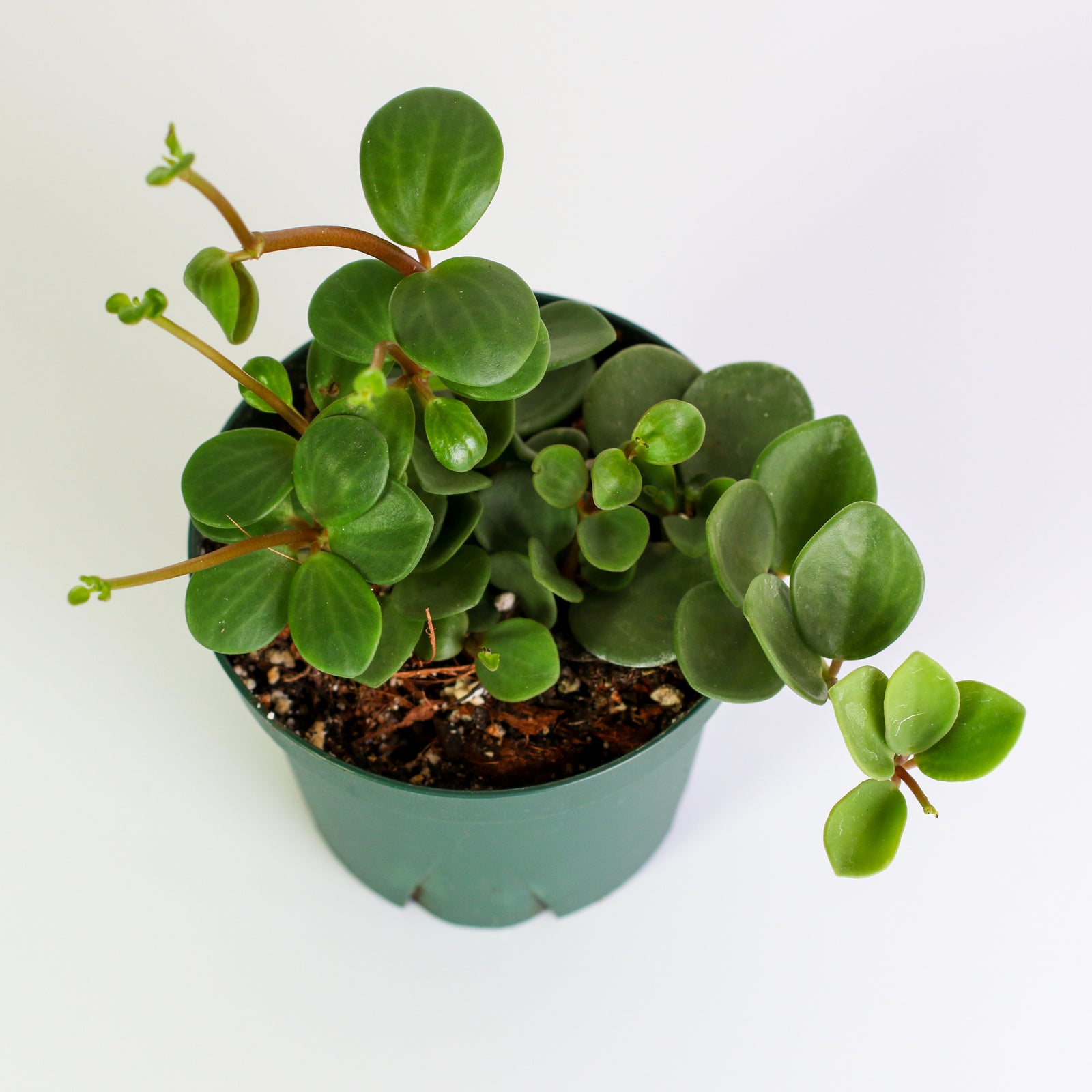 Peperomia Hope Trailing Jade Plant 4" Nursery