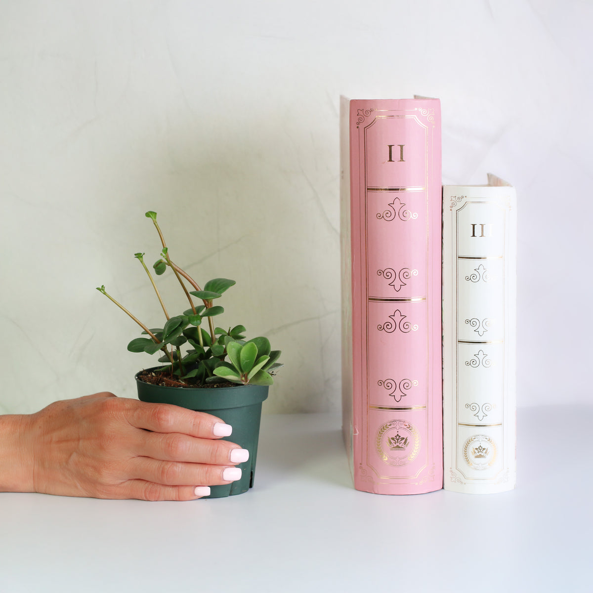 Hand holding a Peperomia Hope Trailing Jade Plant in 4" Nursery