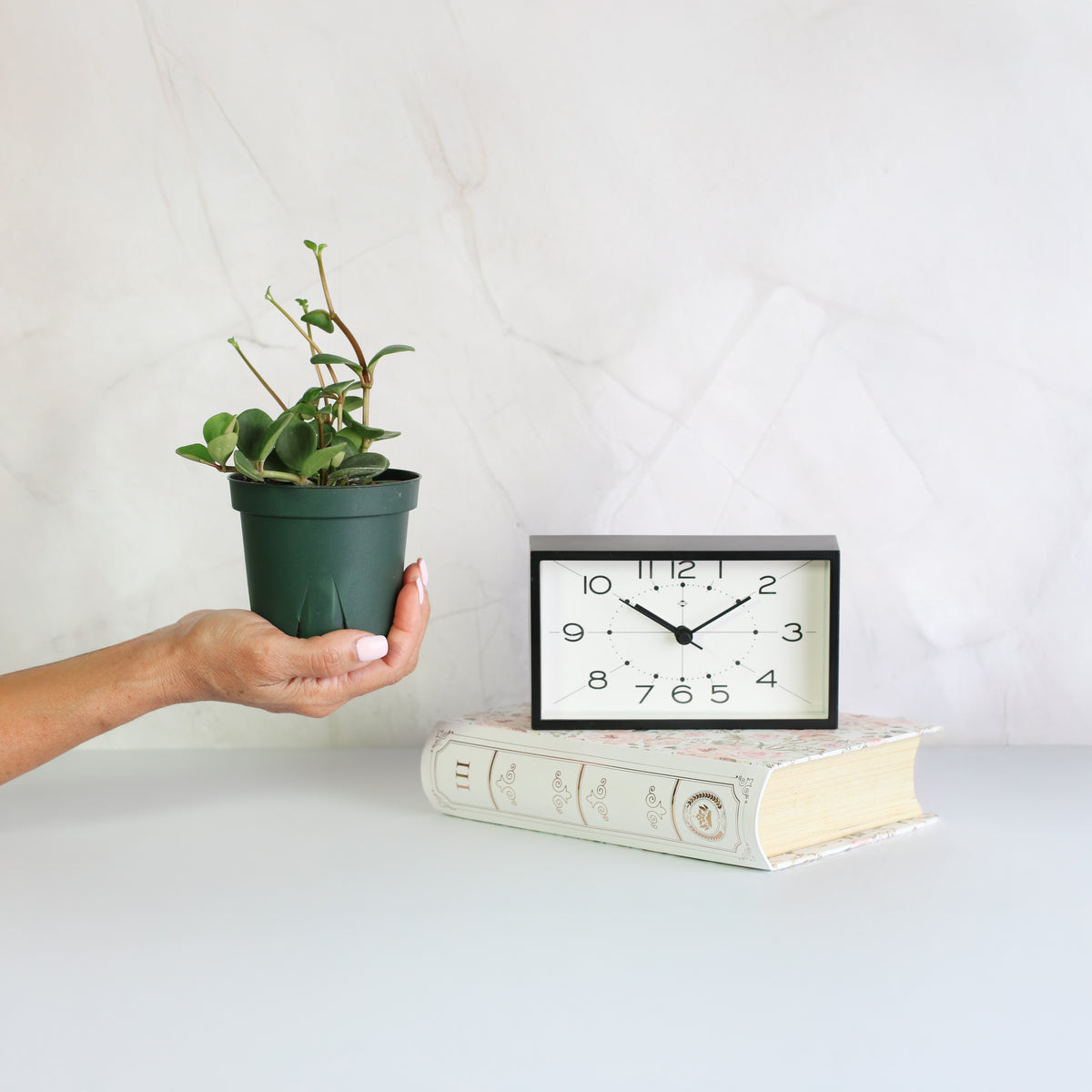 Peperomia Hope Trailing Jade Plant 4" Nursery in hand next to clock and book. 