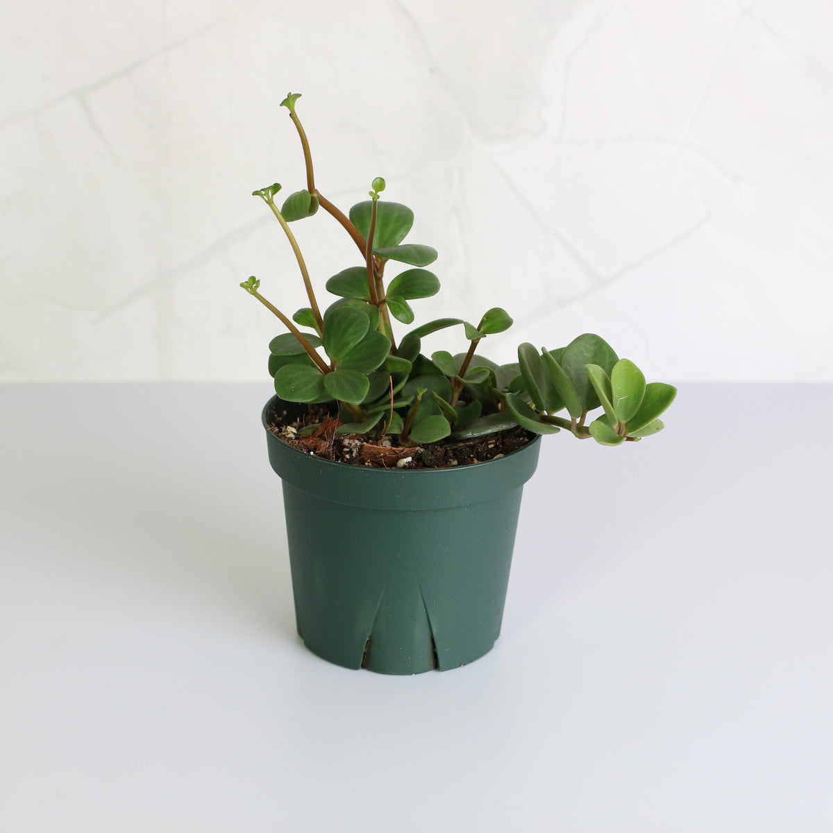Peperomia Hope Trailing Jade Plant 4" Nursery