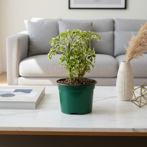 Ming Aralia Snowflake