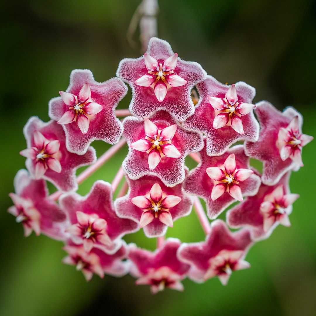 Flower of Hoya Pubicalyx Splash Vining Plant 