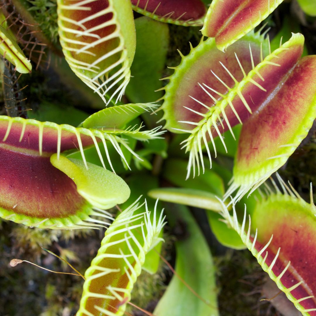 Red Venus Flytrap Carnivorous