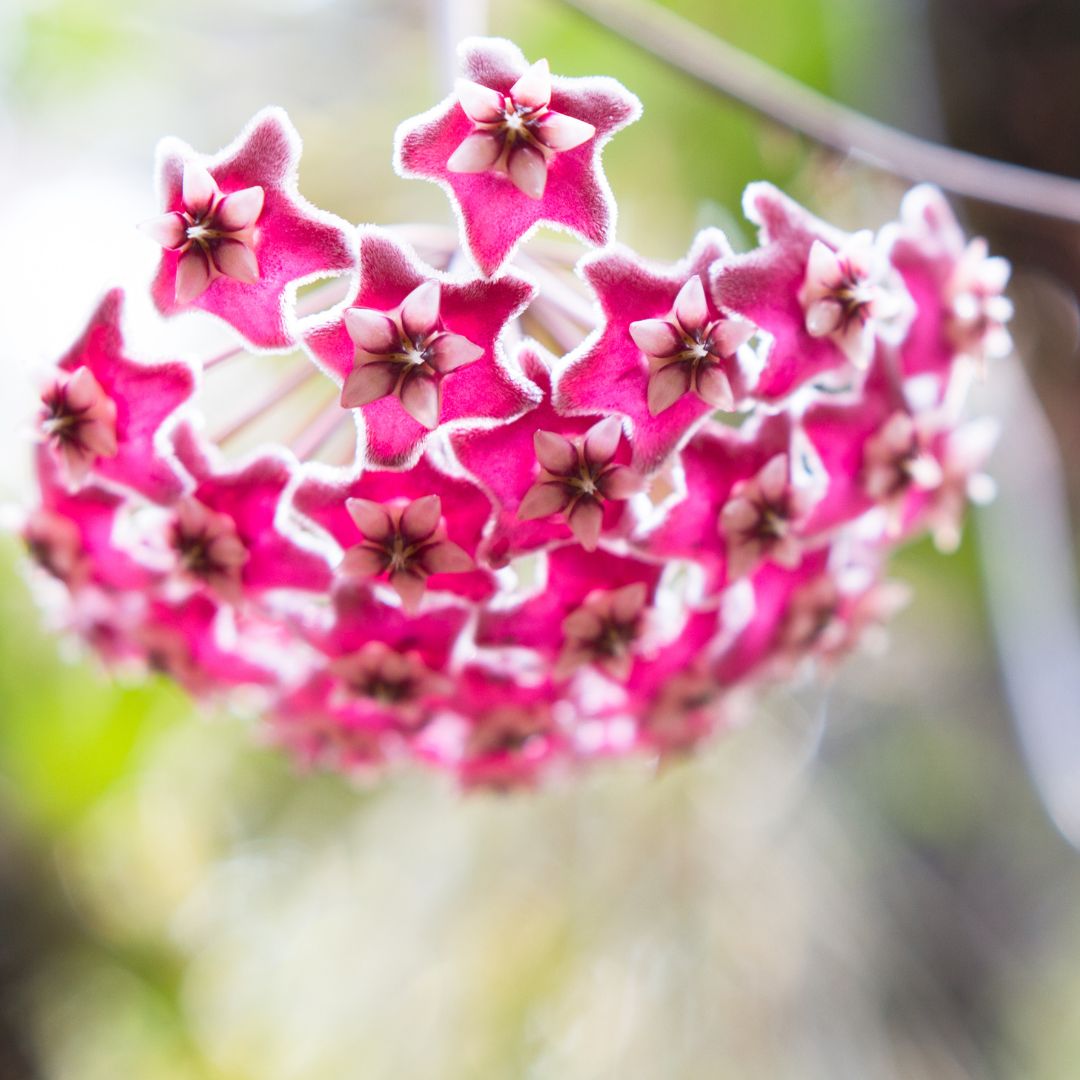 Flower Blooms of Hoya Pubicalyx Splash Vining Plant