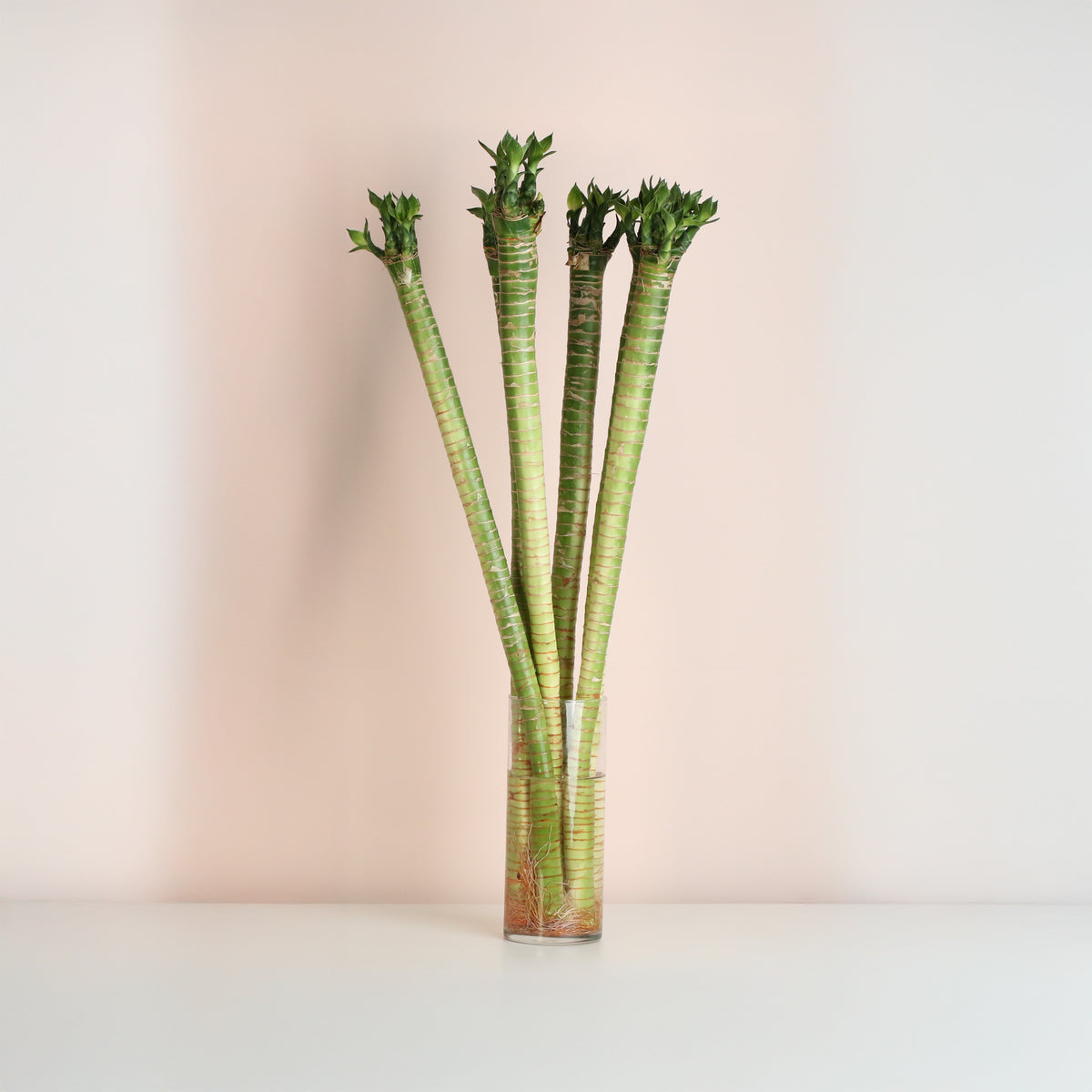 Lucky Bamboo Lotus Water Plant