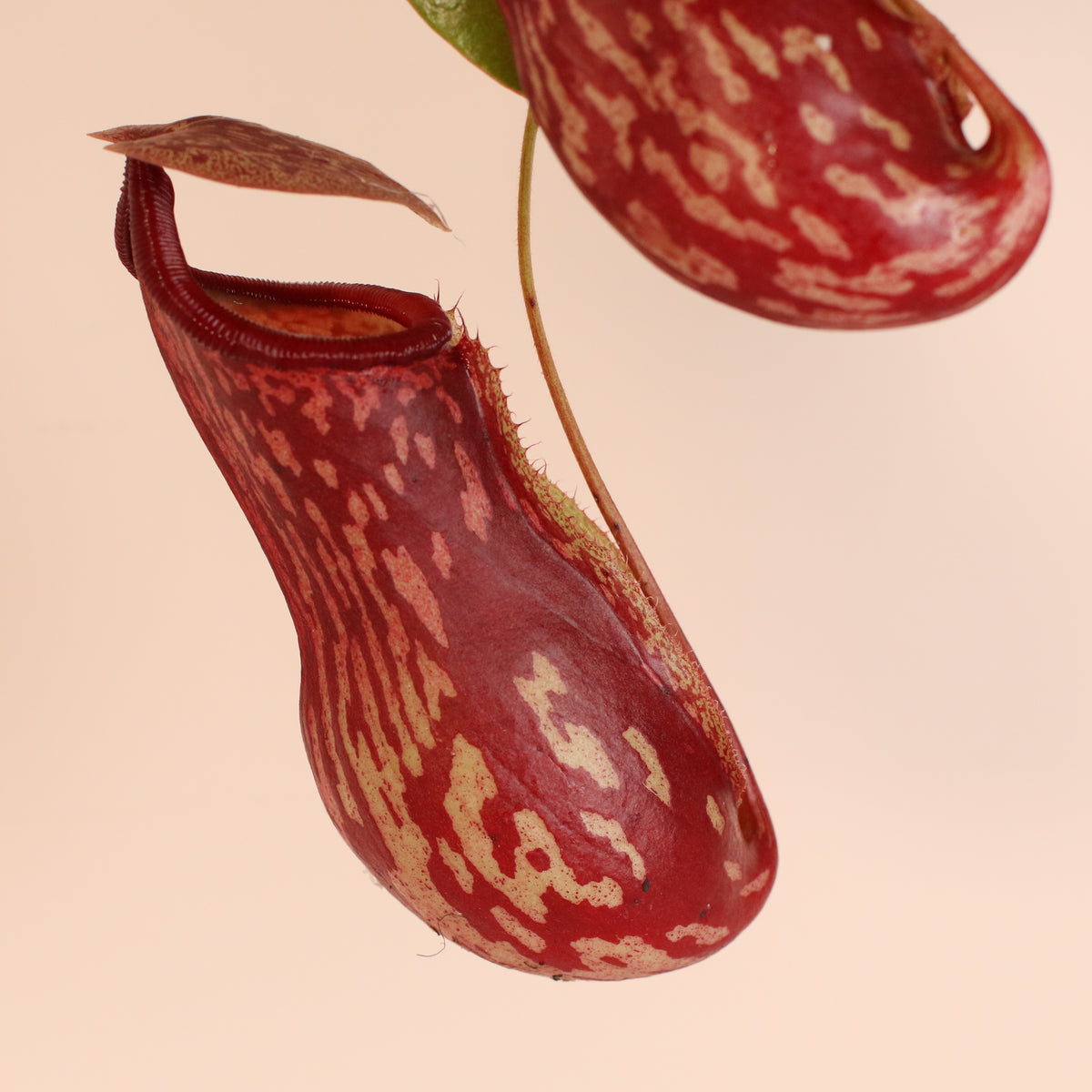 Pitcher of Nepenthes Gaya Carnivorous Plant