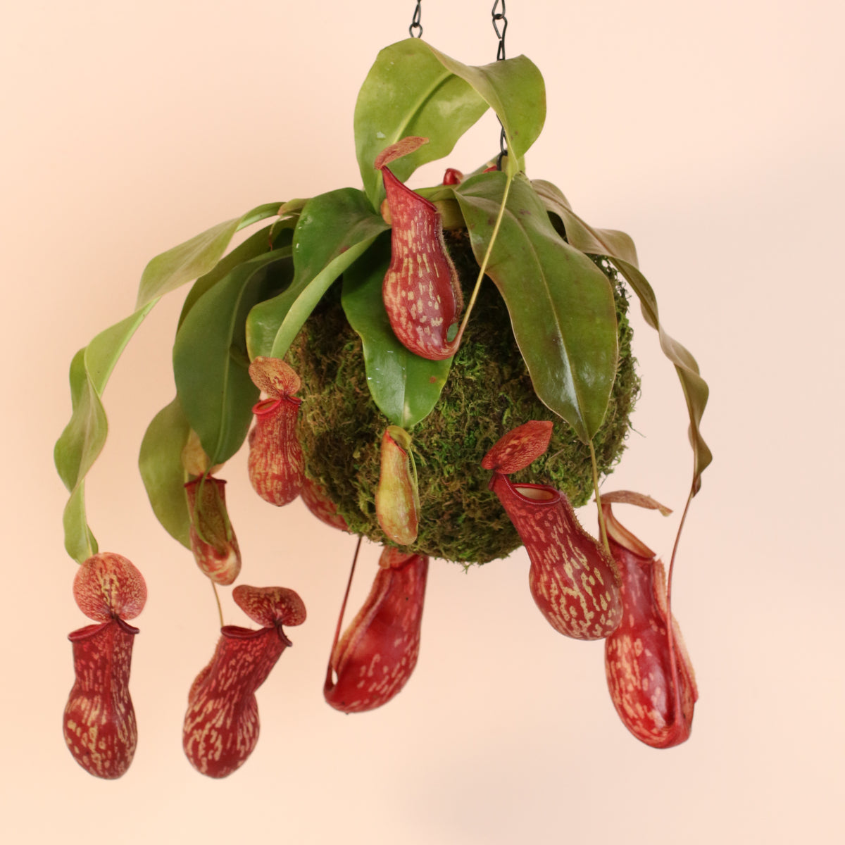 Nepenthes Gaya in Hanging Moss Ball