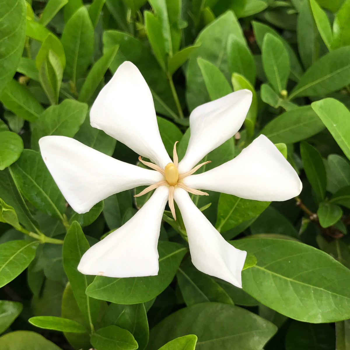 Vietnamese Gardenia blooming