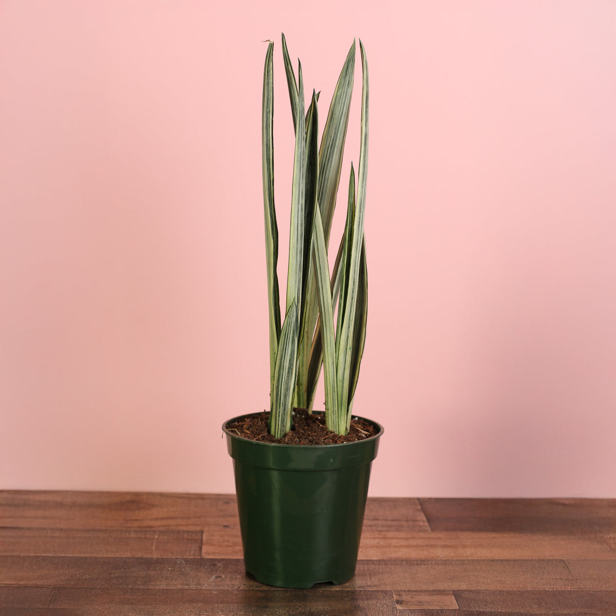6" Nursery with Sansevieria ‘Bantel’s Sensation