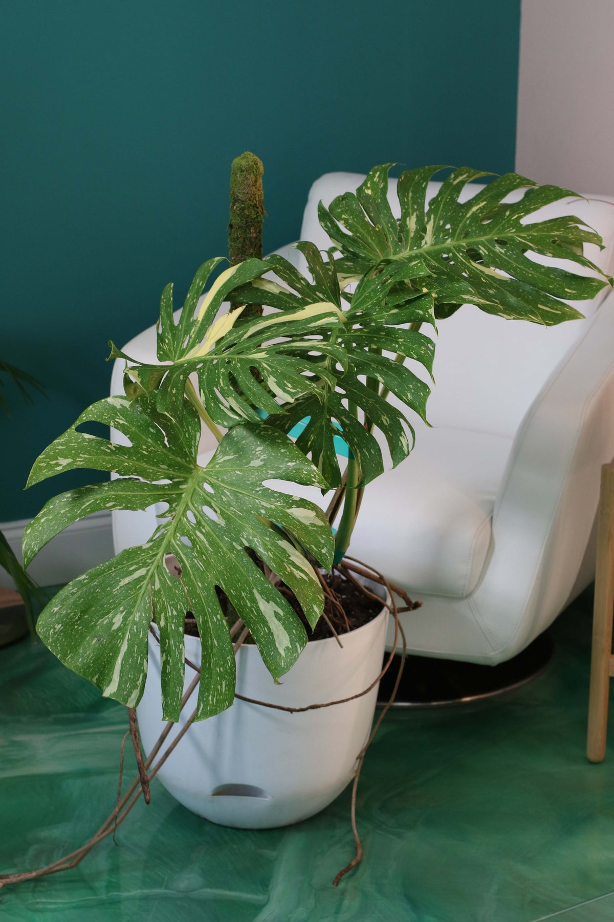 Monstera Thai Constellation
