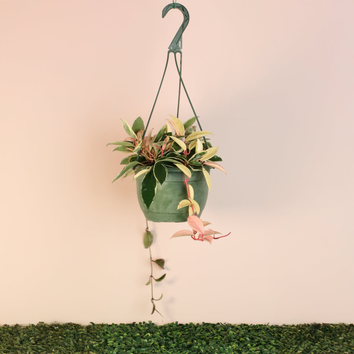 8" Hoya Krimson Queen Pink Plant