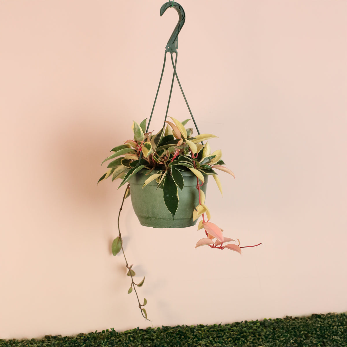 Hoya Krimson Queen Pink Plant