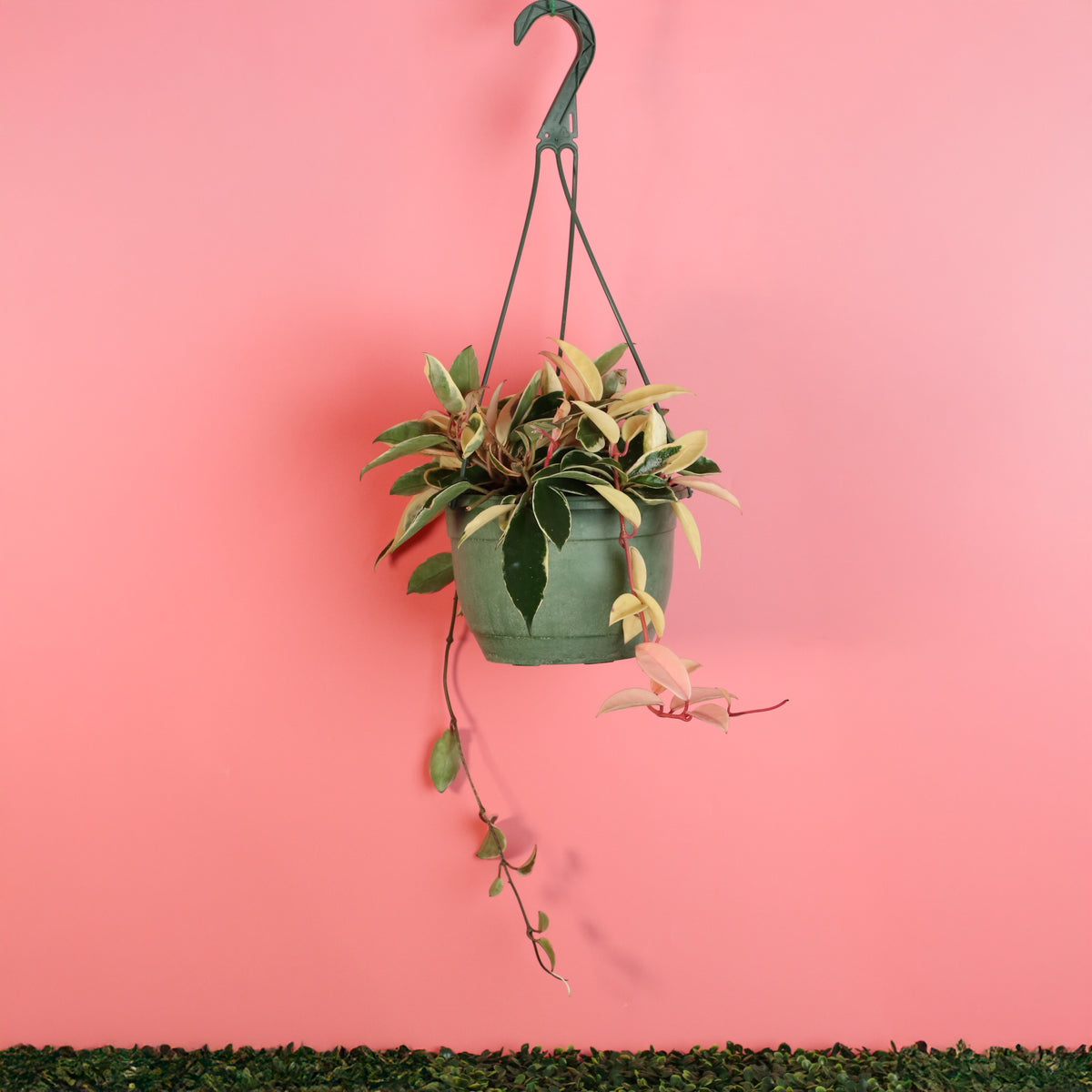 8" Hanging Planter with Hoya Krimson Queen Pink Plant